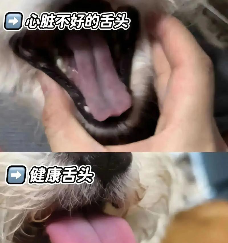 狗生病常见症状及应对方法全攻略(图2) 狗生病常见症状及应对方法全攻略(图2)