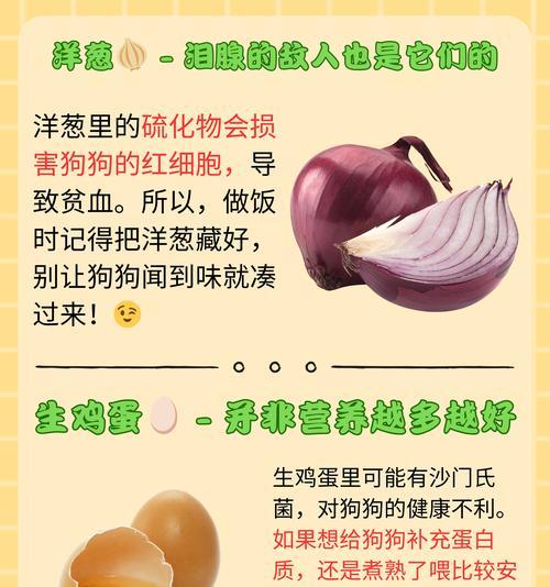 给狗狗吃什么样的冰淇淋｜养宠攻略