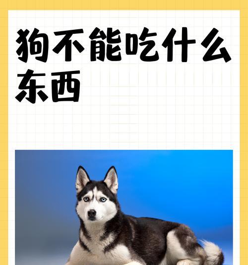 给狗狗吃什么样的冰淇淋|养宠攻略(图3) 给狗狗吃什么样的冰淇淋|养宠攻略(图3)