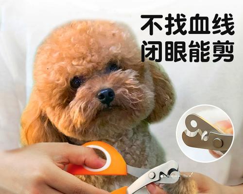 泰迪犬指甲修剪全攻略(图3) 泰迪犬指甲修剪全攻略(图3)
