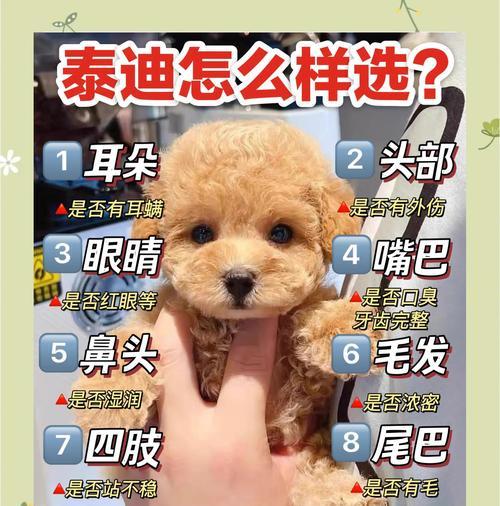 泰迪犬指甲修剪全攻略(图2) 泰迪犬指甲修剪全攻略(图2)