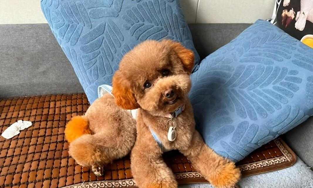泰迪犬指甲修剪全攻略