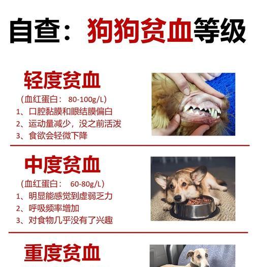 狗狗贫血全攻略：常见症状及时处理
