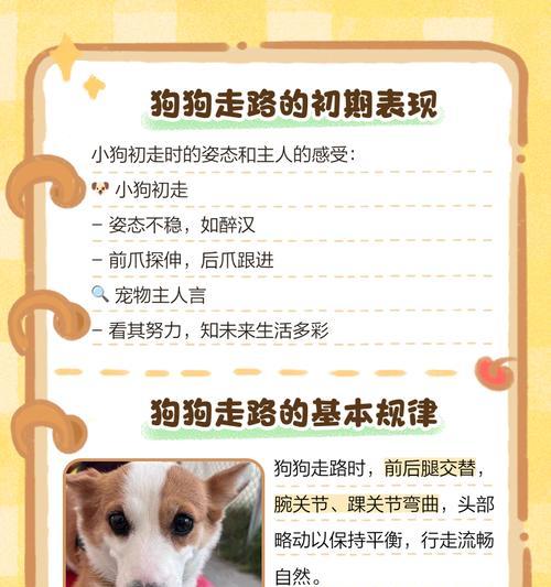骑自行车遛狗轻松掌握三步走全攻略(图3) 骑自行车遛狗轻松掌握三步走全攻略(图3)