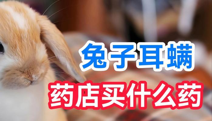 兔子耳螨预防治疗全攻略(图3) 兔子耳螨预防治疗全攻略(图3)