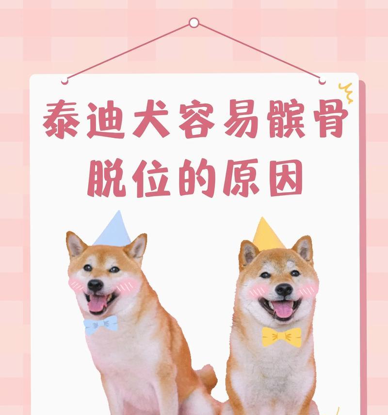 泰迪狗一直抖的原因解析|全面指南(图2) 泰迪狗一直抖的原因解析|全面指南(图2)