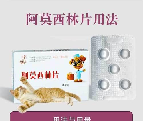 猫感冒怎么办全攻略