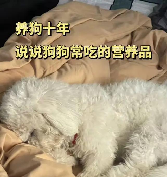 狗狗如何补充营养全攻略(图2) 狗狗如何补充营养全攻略(图2)
