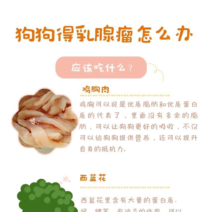 狗狗如何补充营养全攻略