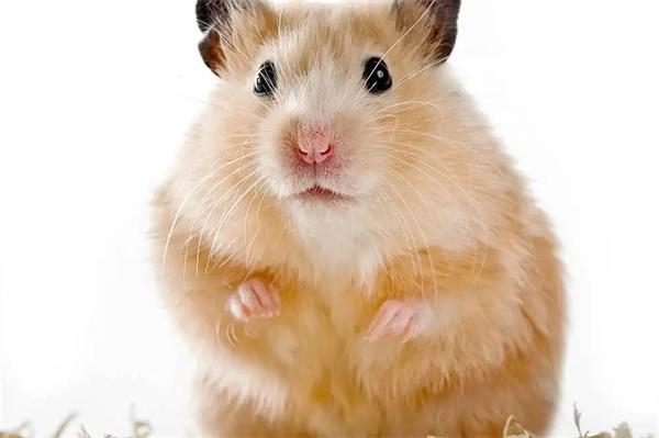 仓鼠打喷嚏一抽一抽的怎么办？(图1)