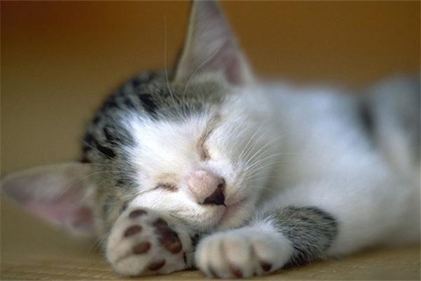 猫咪肠胃不好要注意什么？(图2)