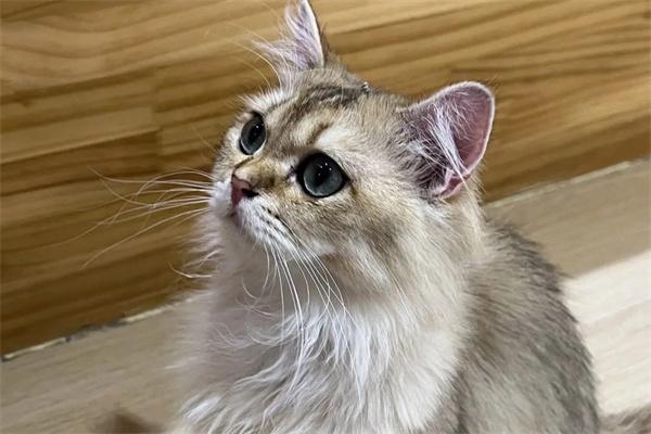 猫咪肠胃不好要注意什么？(图1)