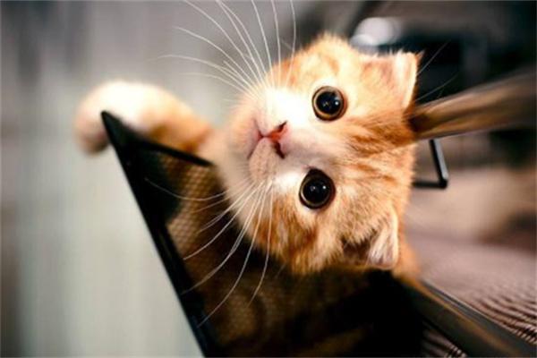 猫咪为什么喜欢抱大腿？(图2)