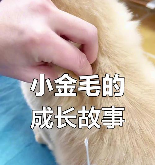 金毛成长时间表全攻略(图2)