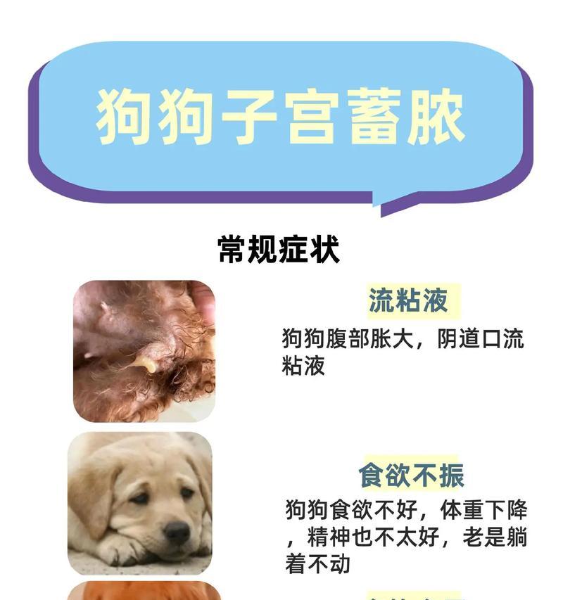 狗的羊水流多久全攻略