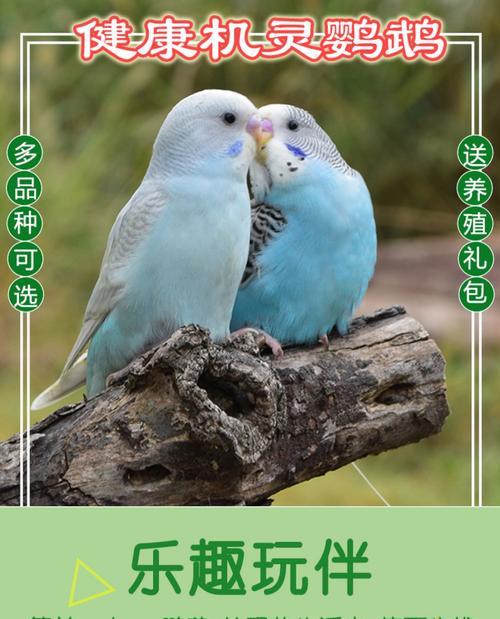 0.13元买虎皮鹦鹉省钱养宠物的秘诀全攻略