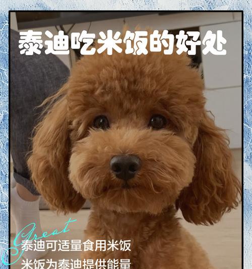 泰迪魅力与多样性全攻略(图2)