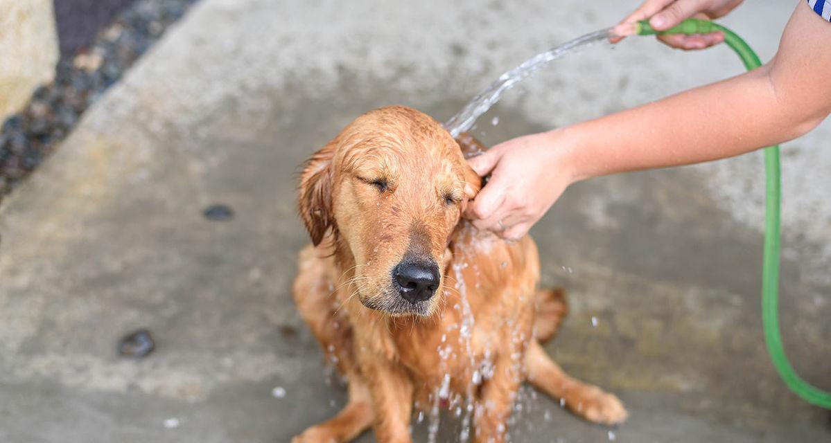 金毛犬产后洗澡时间及护理全攻略(图3)