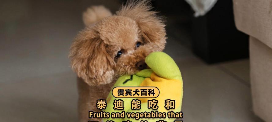 泰迪魅力与多样性全攻略(图3)