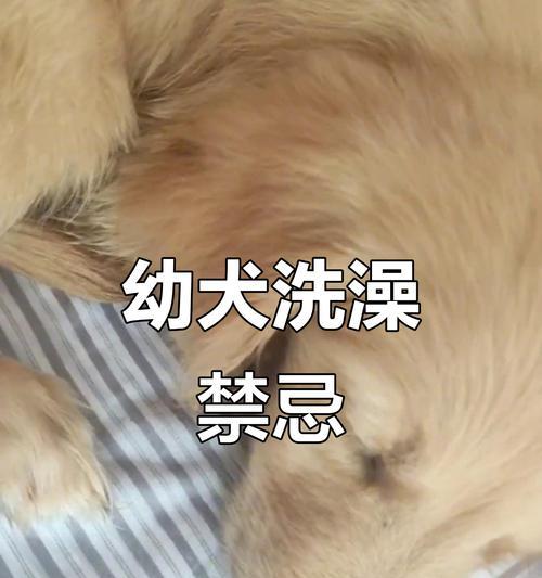 金毛犬产后洗澡时间及护理全攻略(图2)