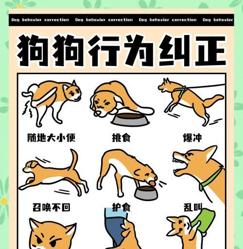 如何正确抱起狗狗全攻略(图2)