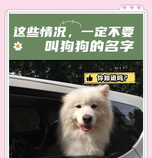 狗的记忆力奥秘与限制全攻略(图3)