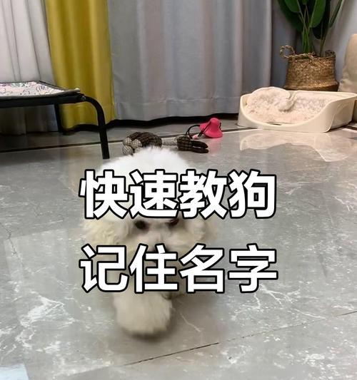 狗的记忆力奥秘与限制全攻略(图2)