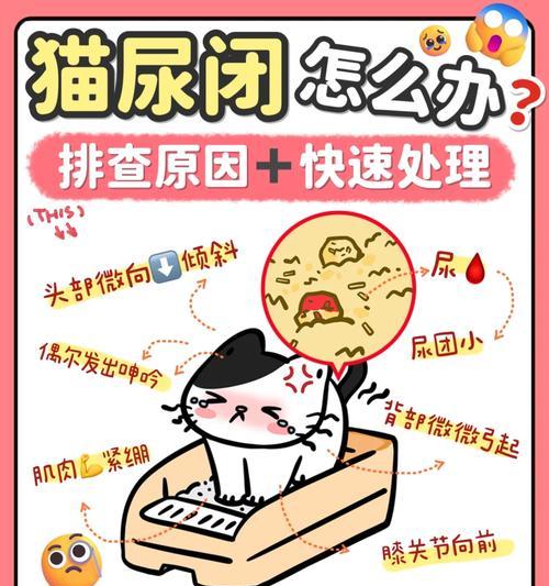 坐车猫憋尿时间揭秘｜旅行必备实用指南(图1)