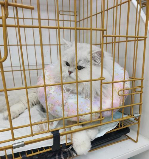 坐车猫憋尿时间揭秘｜旅行必备实用指南(图2)