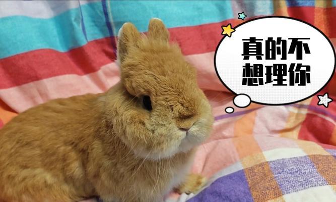 兔子的脾气性格特点全攻略(图2)