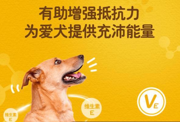 狗狗增强抵抗力药物指南｜提升免疫力实用方法