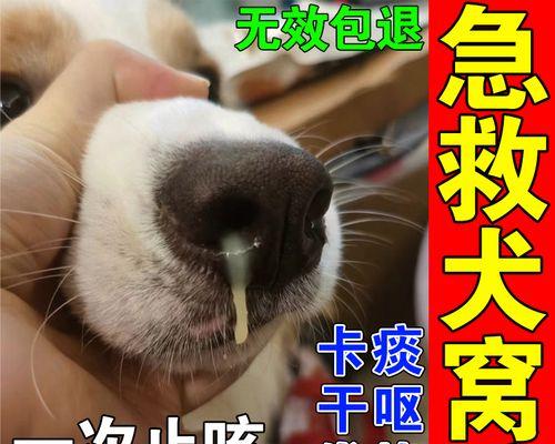 狗狗增强抵抗力药物指南｜提升免疫力实用方法(图2)