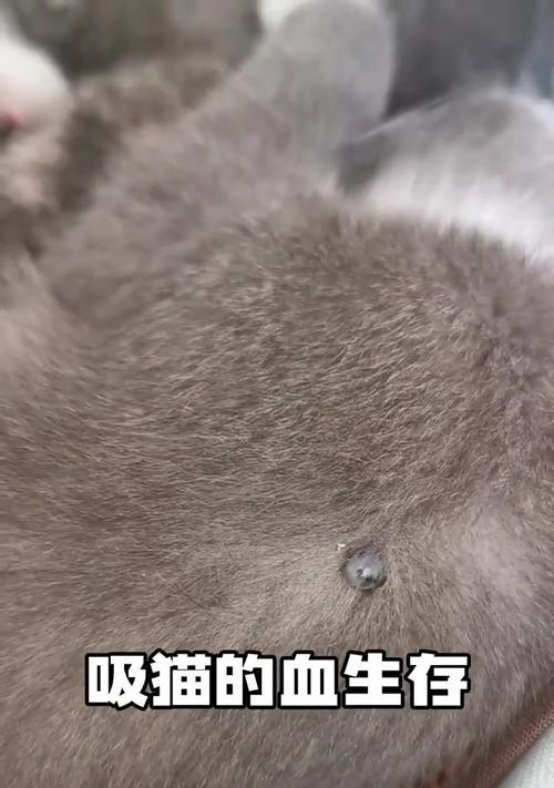 猫咪寄生虫类型及防治方法｜全面指南