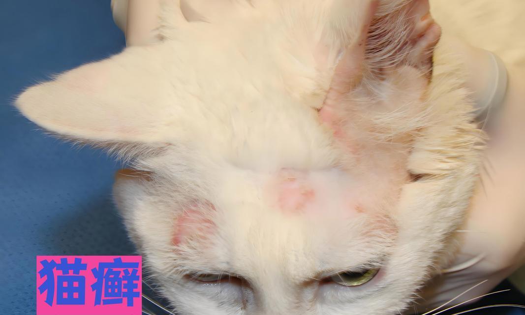 猫咪寄生虫类型及防治方法｜全面指南(图2)