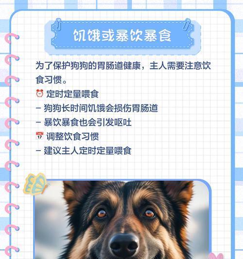 狗狗尿液变黄原因解析｜健康问题全攻略