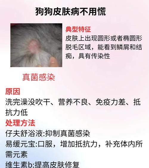 宠物狗疾病传染预防指南｜常见疾病及应对措施(图3)