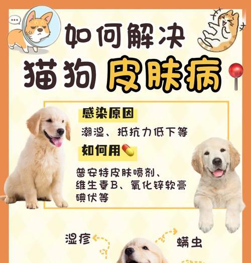 宠物狗疾病传染预防指南｜常见疾病及应对措施