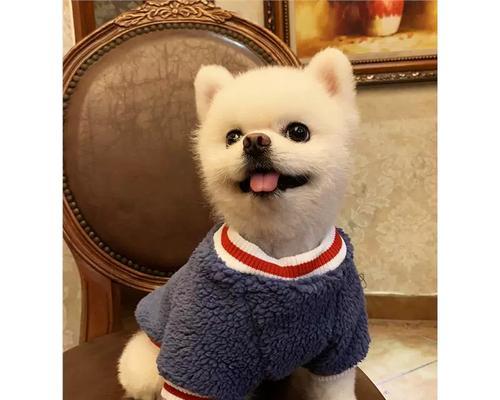 茶杯犬真的不会长大吗全攻略(图2)
