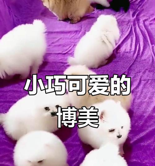 茶杯犬真的不会长大吗全攻略(图3)