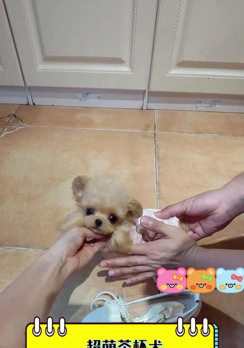 茶杯犬真的不会长大吗全攻略(图1)