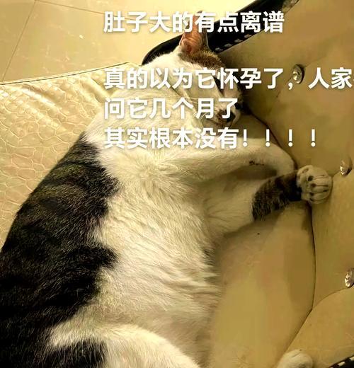 小猫肚子大原因及影响｜科学饲养全攻略