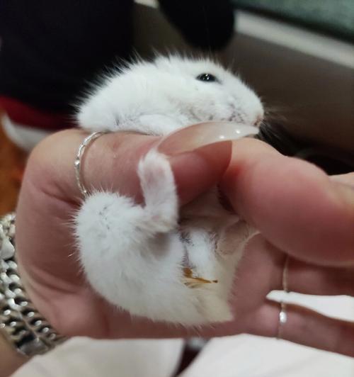 仓鼠湿尾症状与防治全攻略