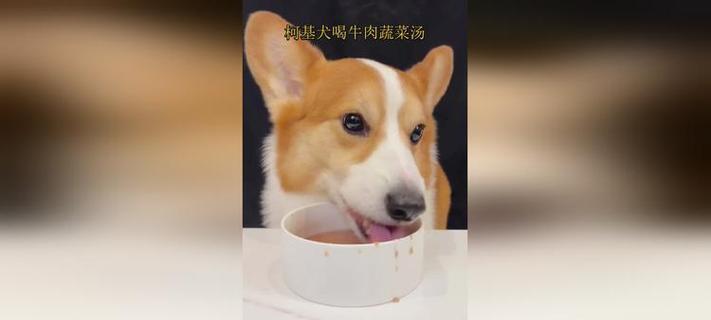 柯基犬健康蔬菜饮食指南｜营养均衡选择全攻略(图2)