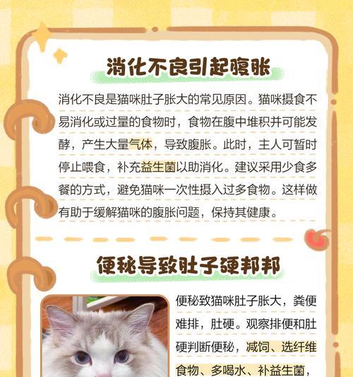 小猫肚子大原因及影响｜科学饲养全攻略(图3)