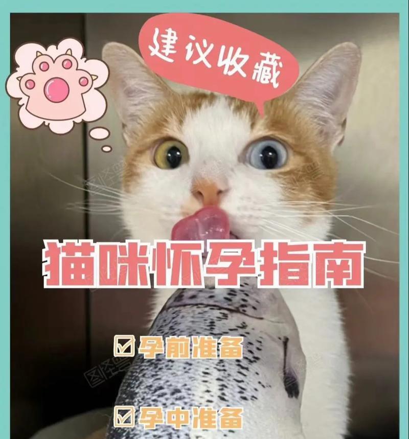 小猫肚子大原因及影响｜科学饲养全攻略(图2)