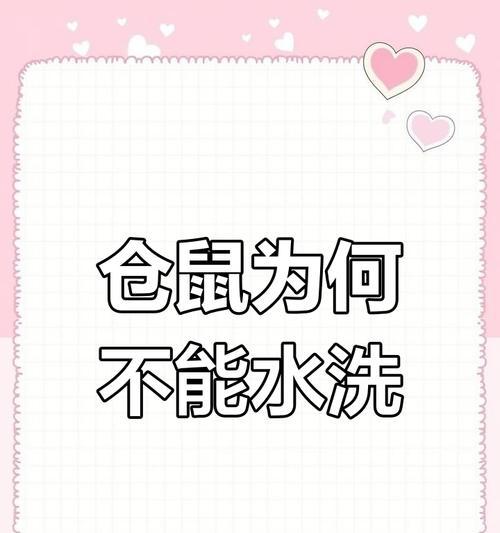 仓鼠洗澡频率与注意事项｜养鼠必读全攻略