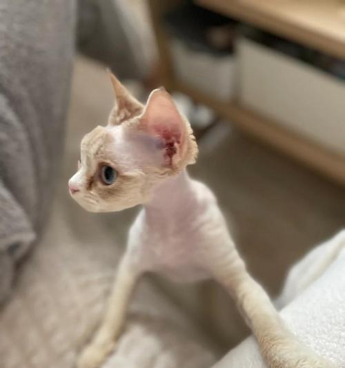蓝猫频繁打喷嚏流鼻涕原因及护理指南(图3)