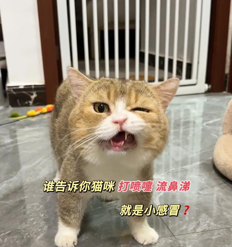 蓝猫频繁打喷嚏流鼻涕原因及护理指南(图2)