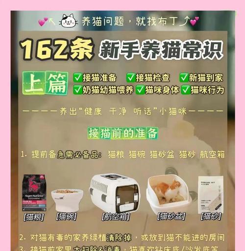 新手养猫注意事项｜全面照顾指南(图1)