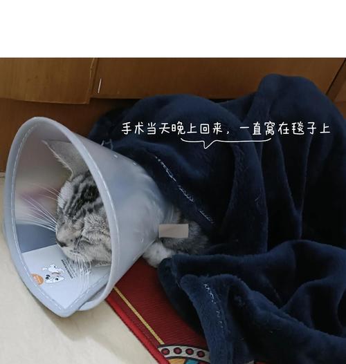 母猫绝育恢复期护理要点｜术后注意事项全解析(图2)